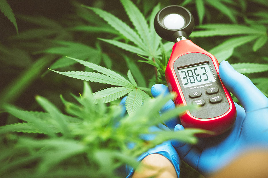 Cannabis Humidity