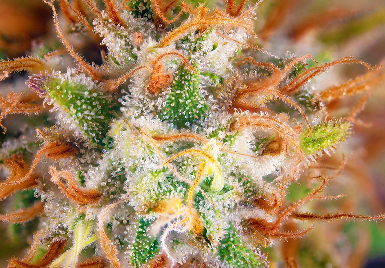 Cannabis Terpenes